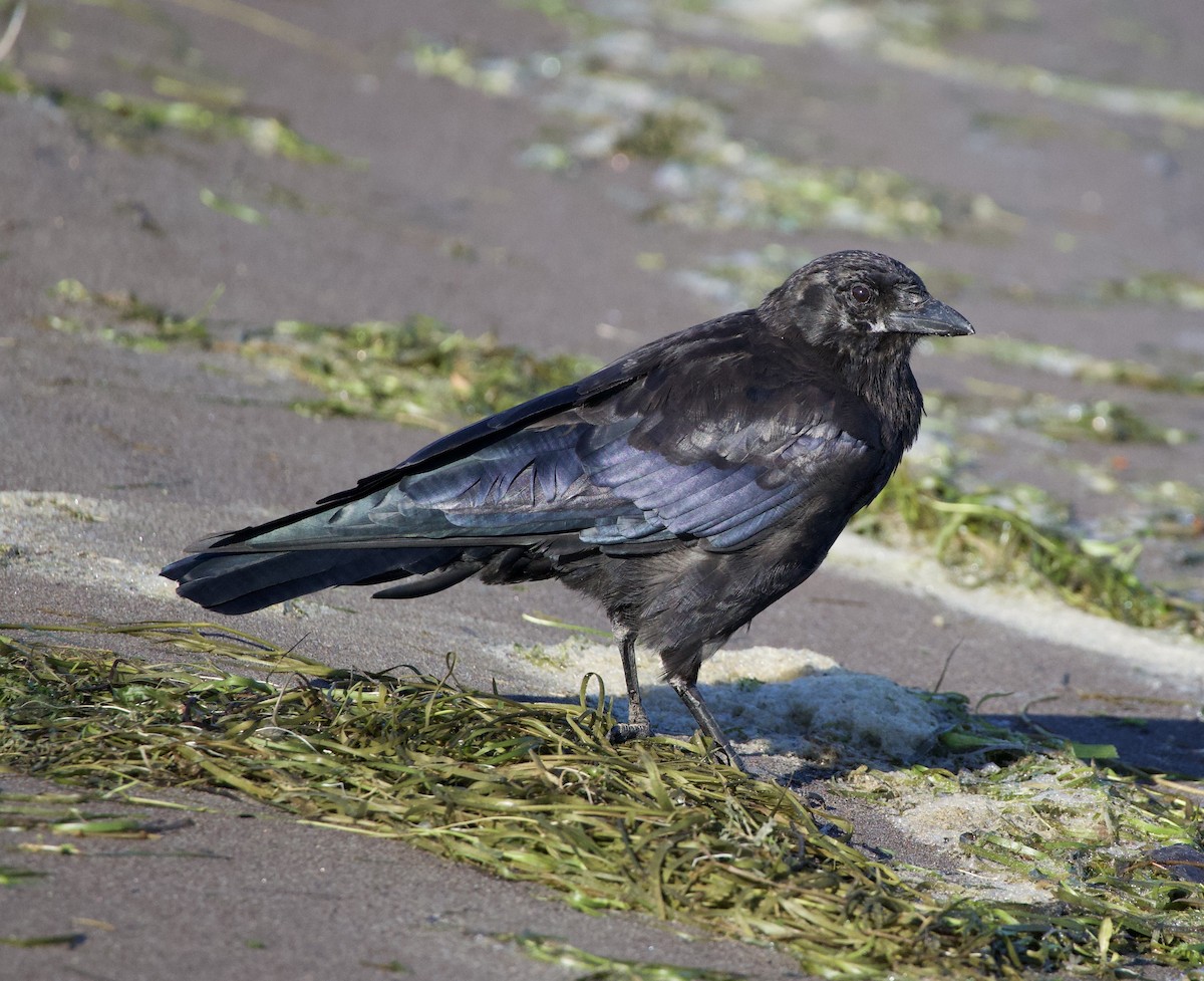 American Crow - ML645823947