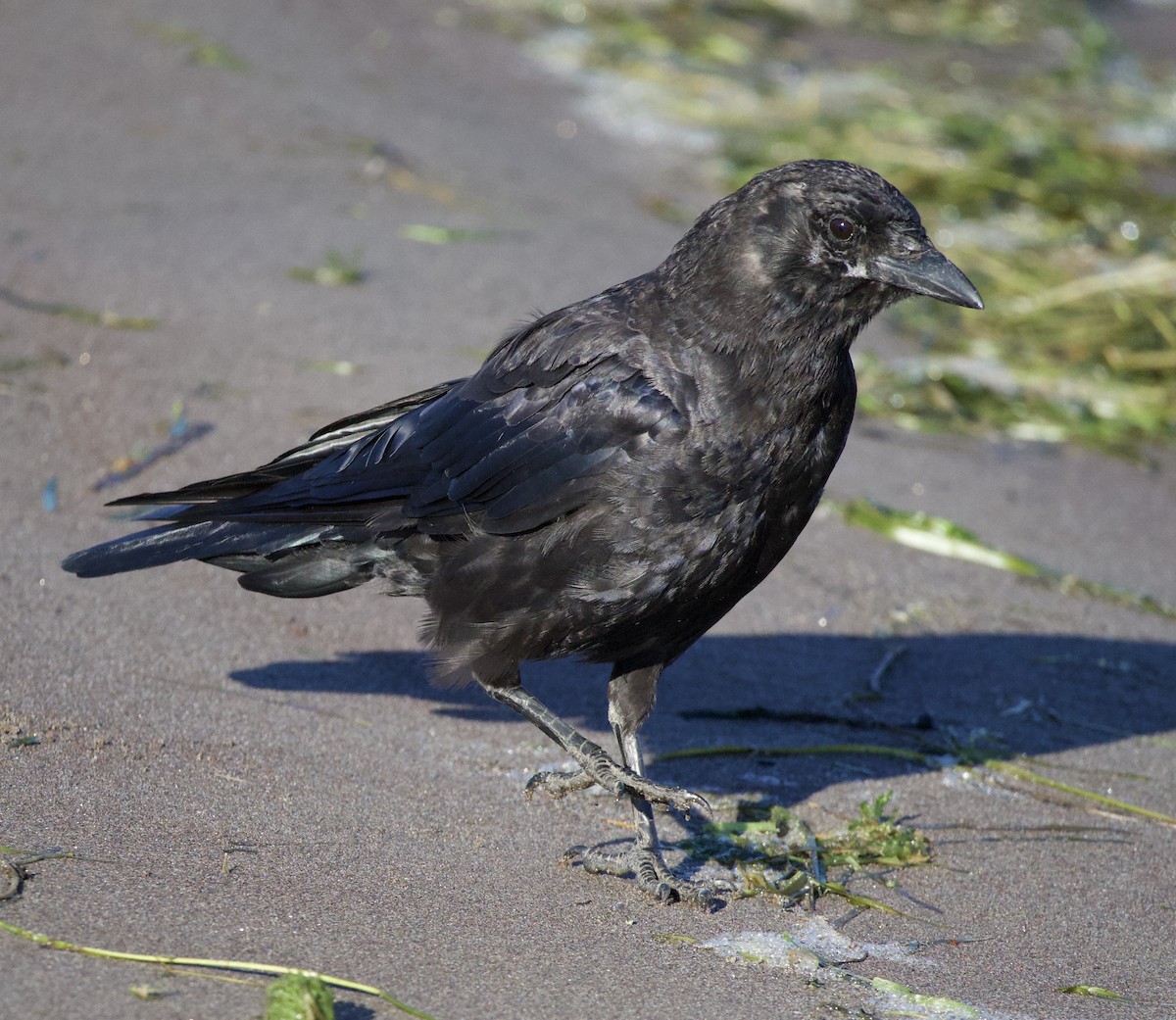 American Crow - ML645823948