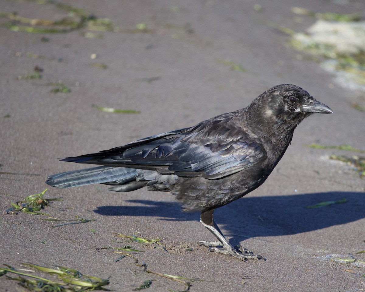 American Crow - ML645823949