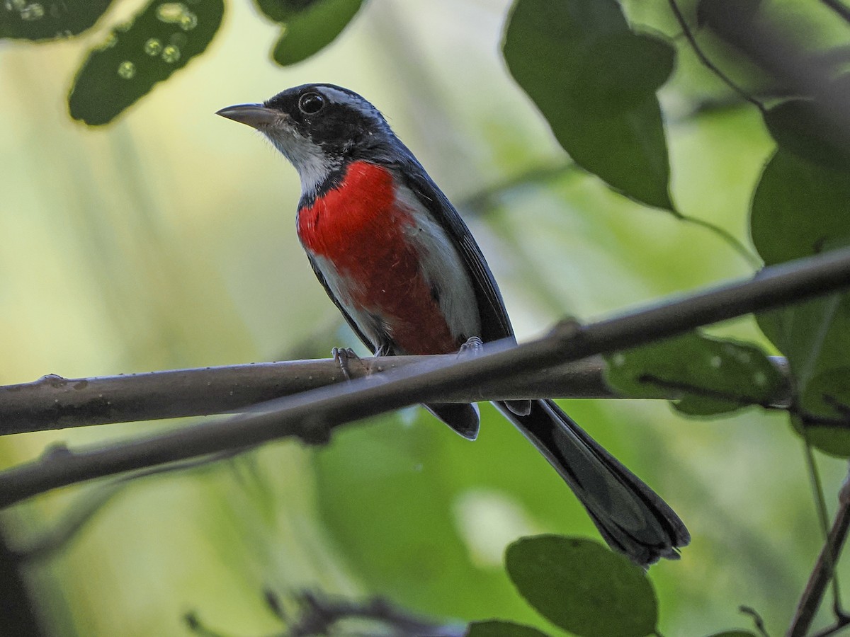 Red-breasted Chat - ML645823950