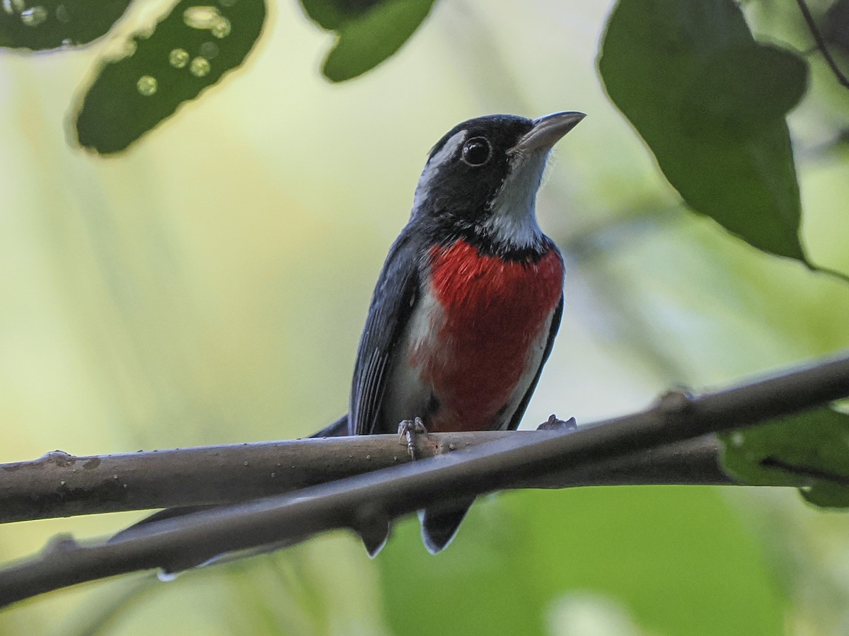 Red-breasted Chat - ML645823952
