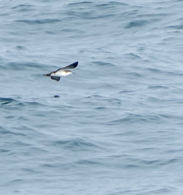 Galapagos Shearwater - ML645823955