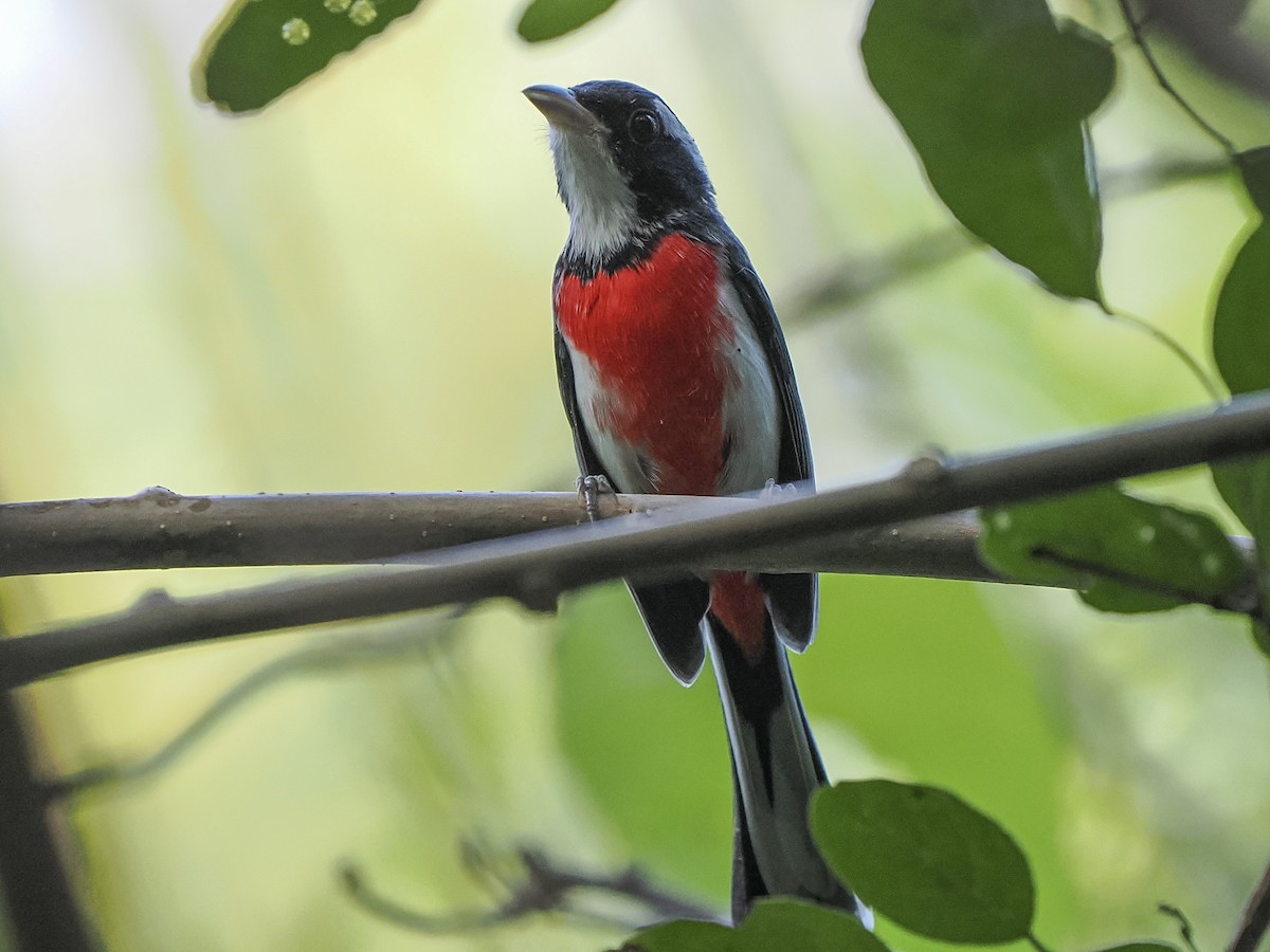 Red-breasted Chat - ML645823956