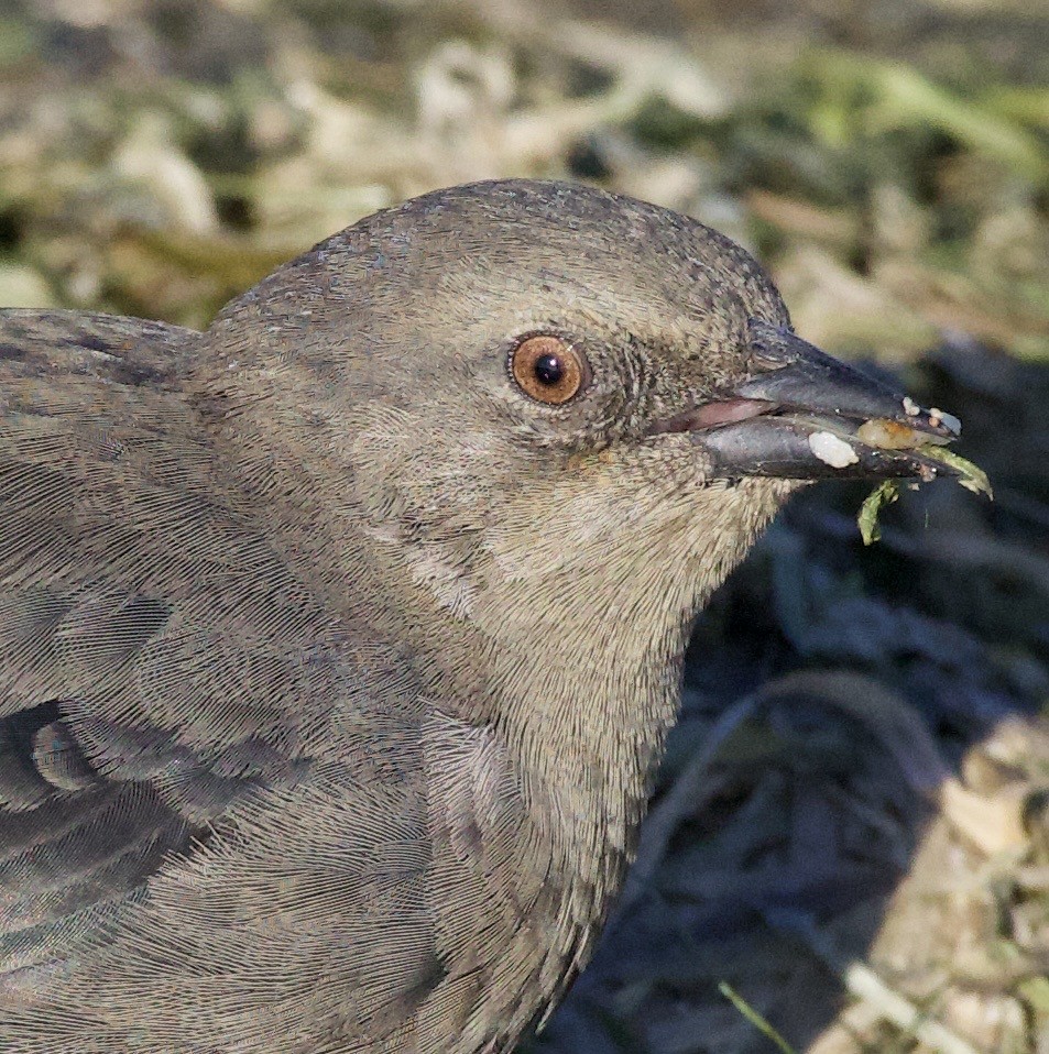 Brewer's Blackbird - ML645823957