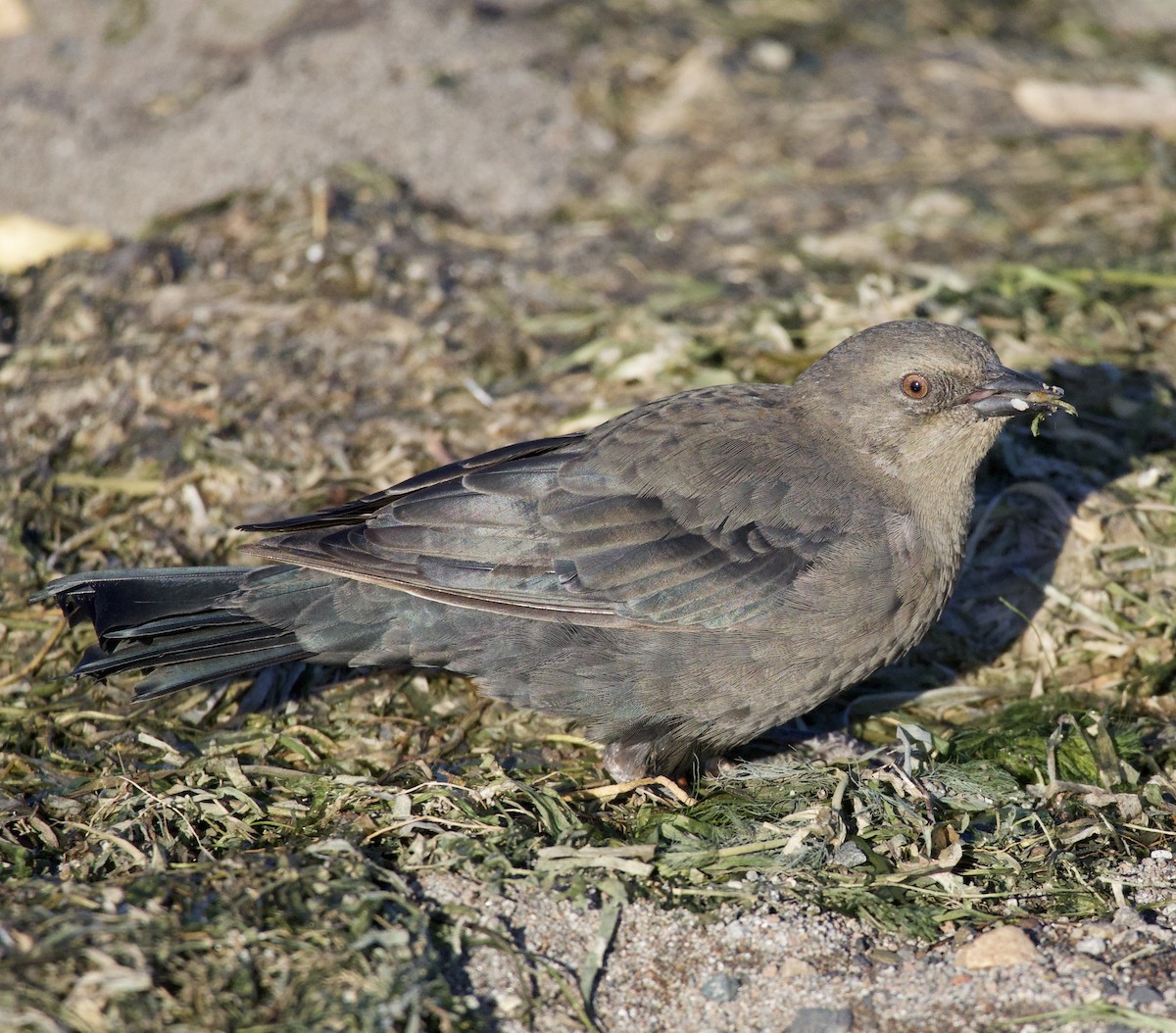 Brewer's Blackbird - ML645823958