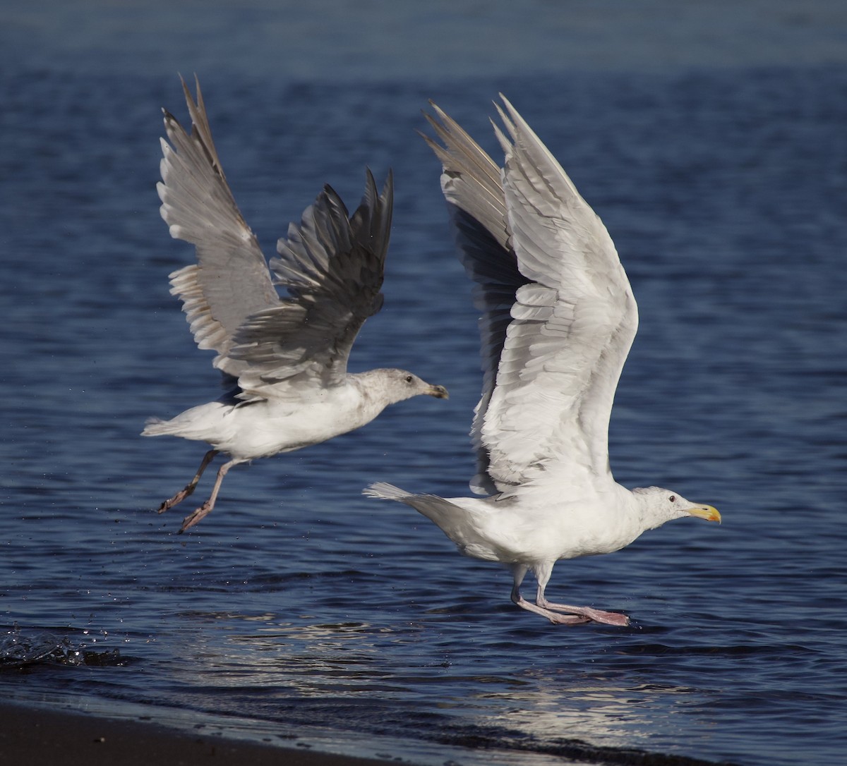 Glaucous-winged Gull - ML645823964