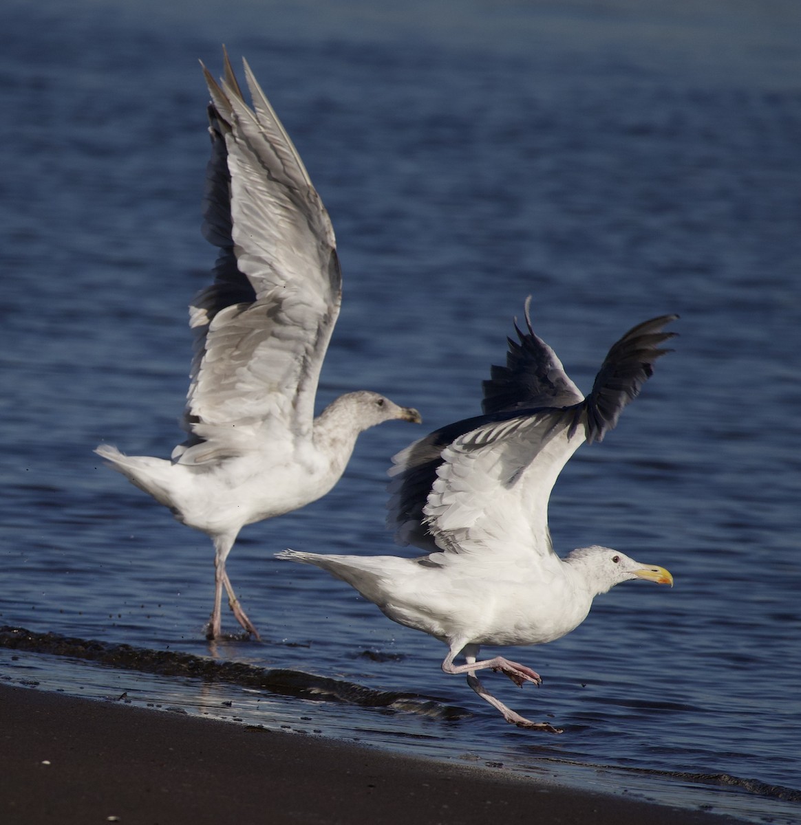Glaucous-winged Gull - ML645823965