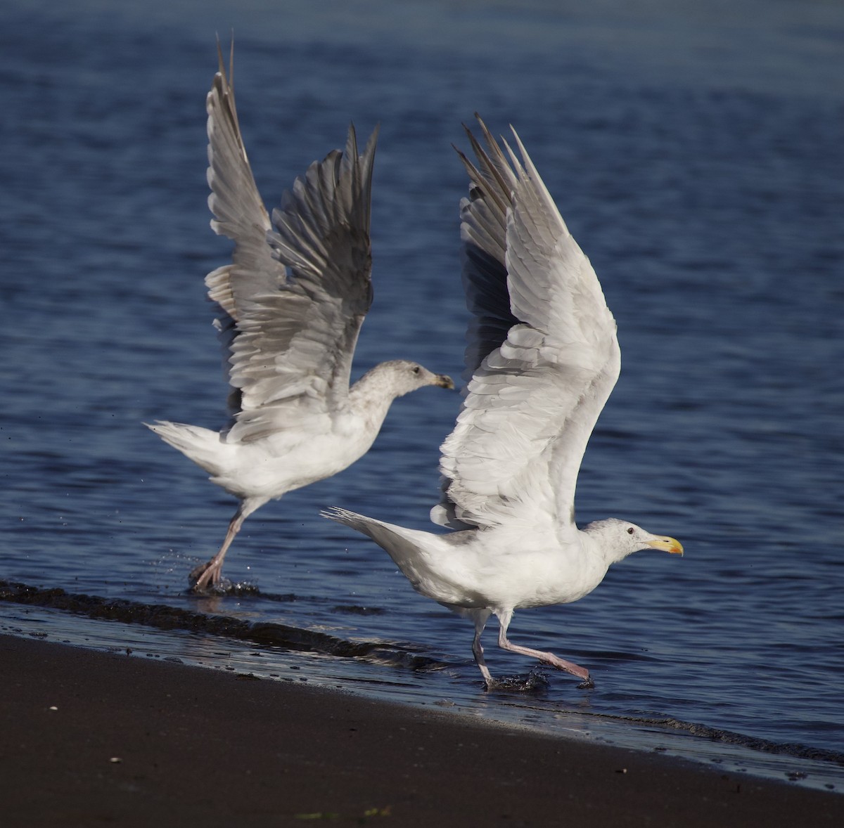 Glaucous-winged Gull - ML645823966