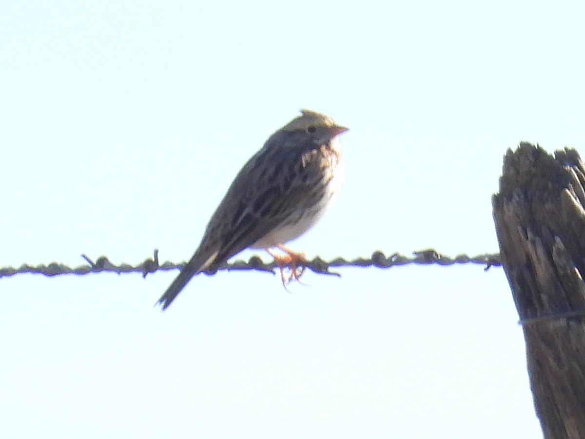 Savannah Sparrow - ML645823971