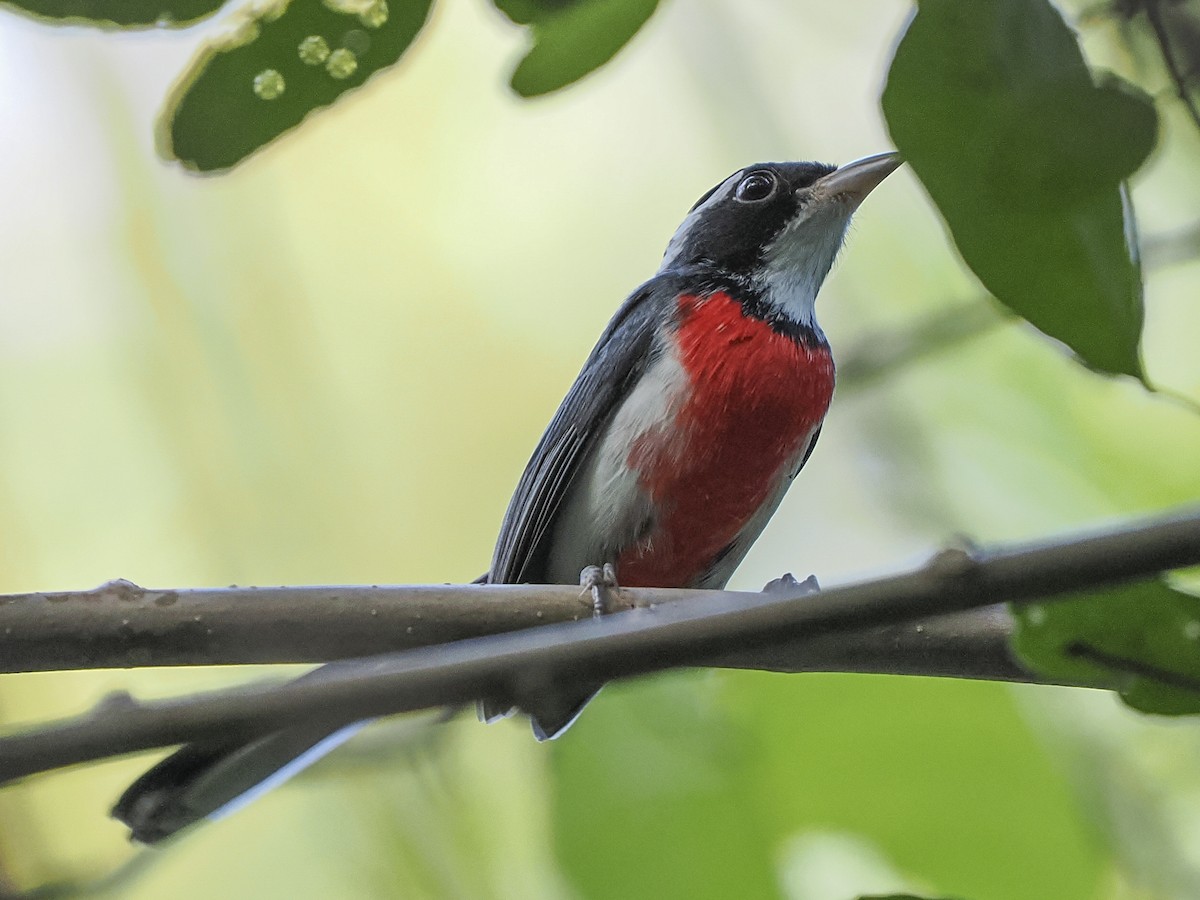 Red-breasted Chat - ML645823972