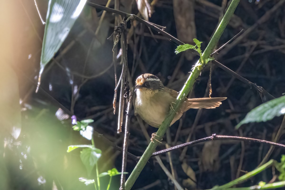 Ржаволобая альциппа - ML645823973