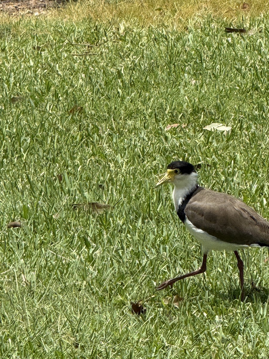 Masked Lapwing (Black-shouldered) - ML645823974