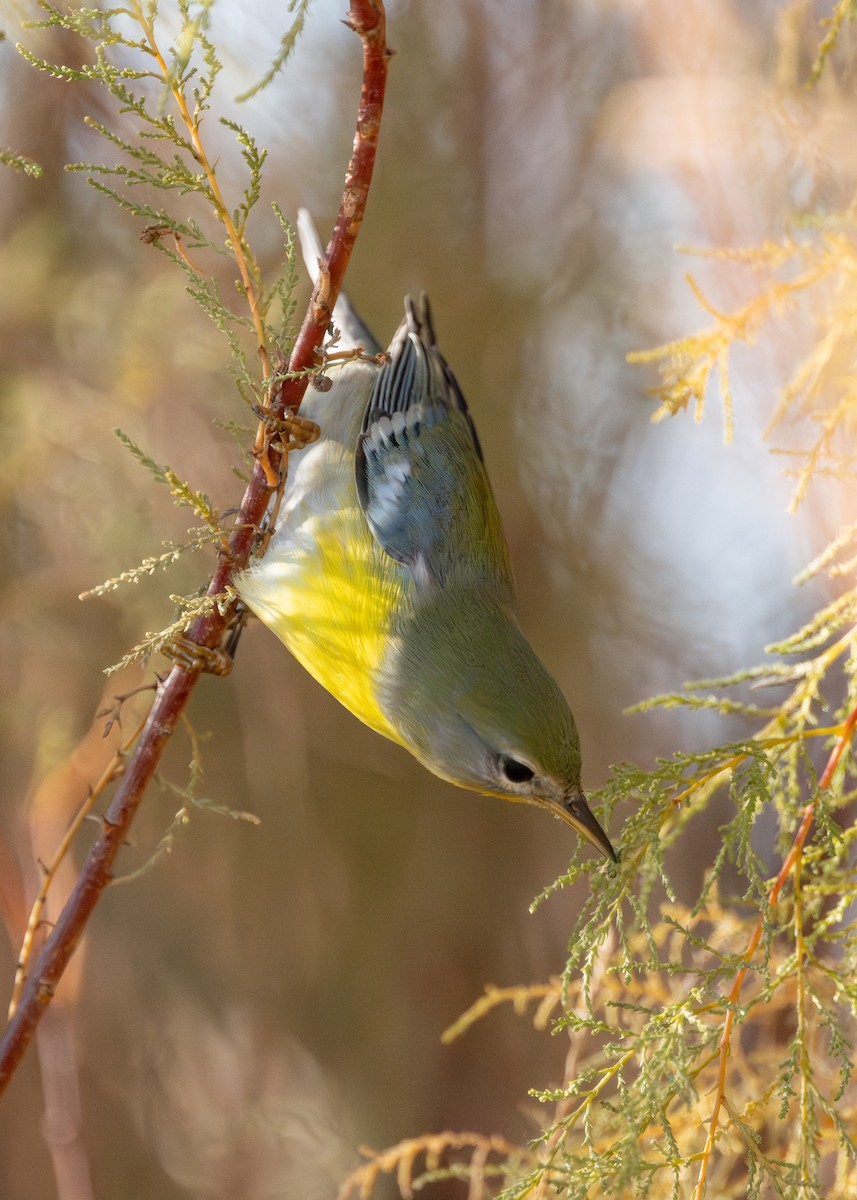 Northern Parula - ML645823975