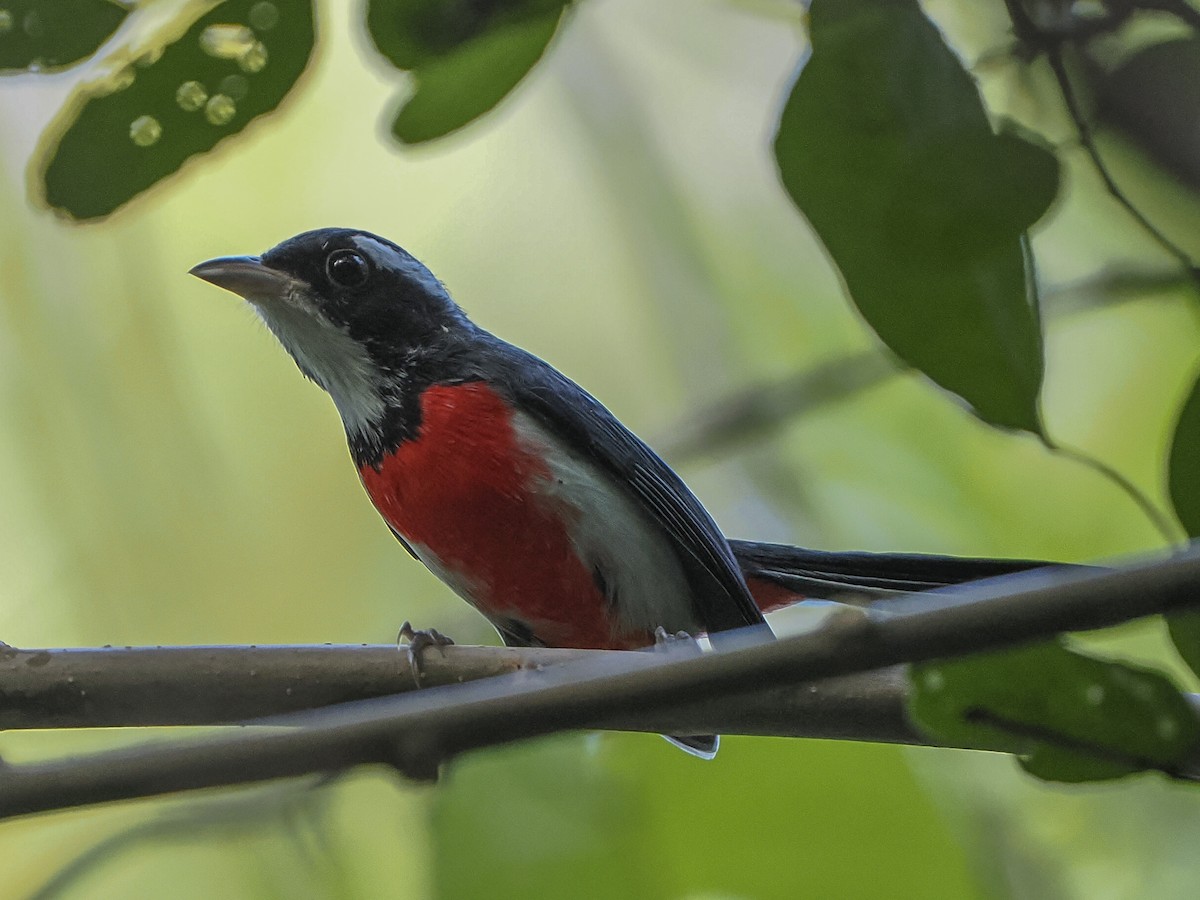 Red-breasted Chat - ML645823984