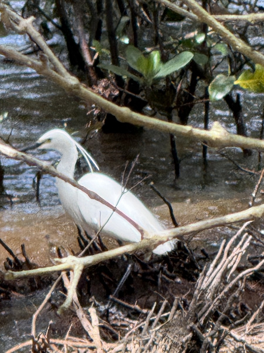 volavka stříbřitá - ML645823985