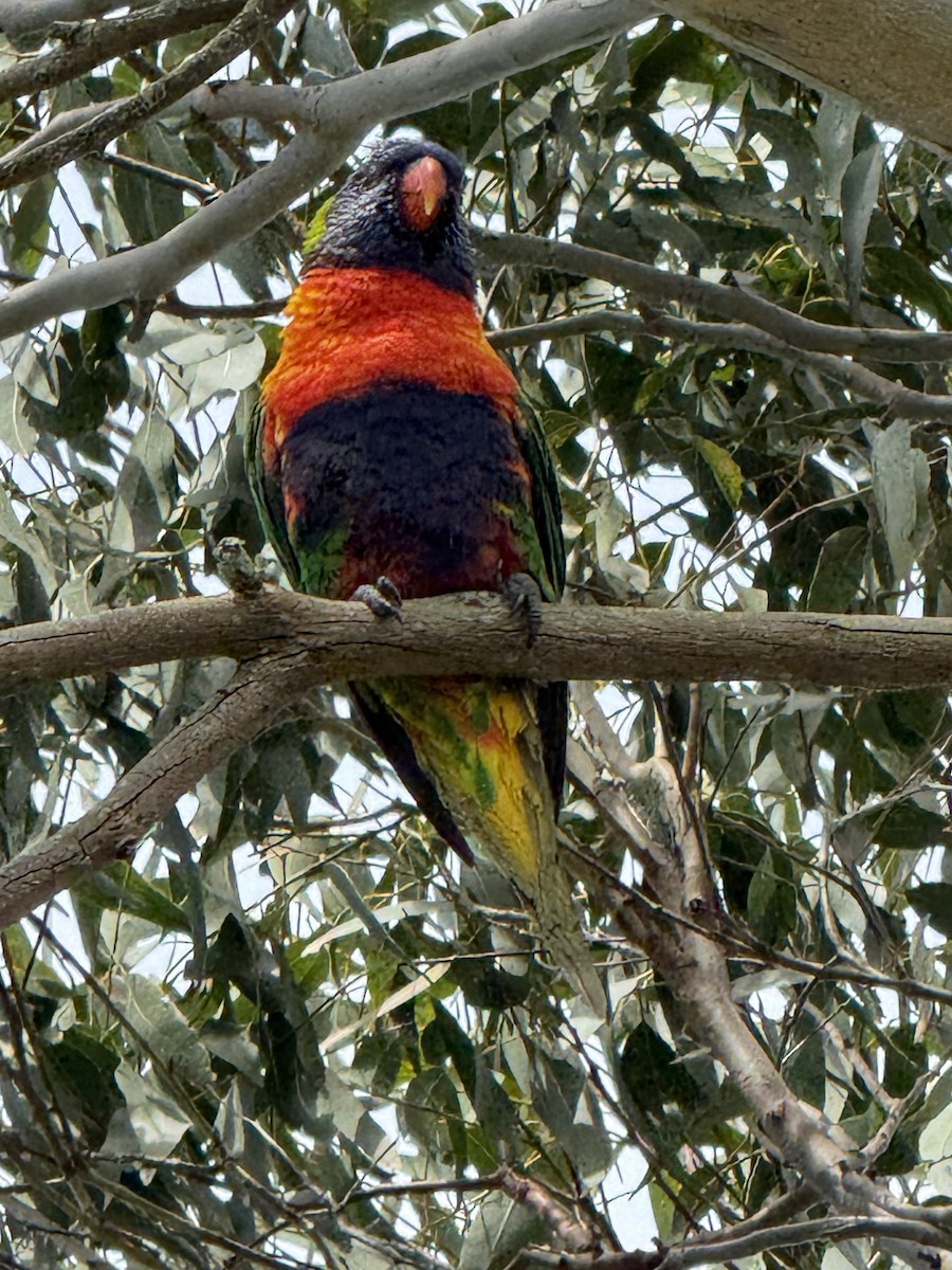 lori duhový - ML645823994