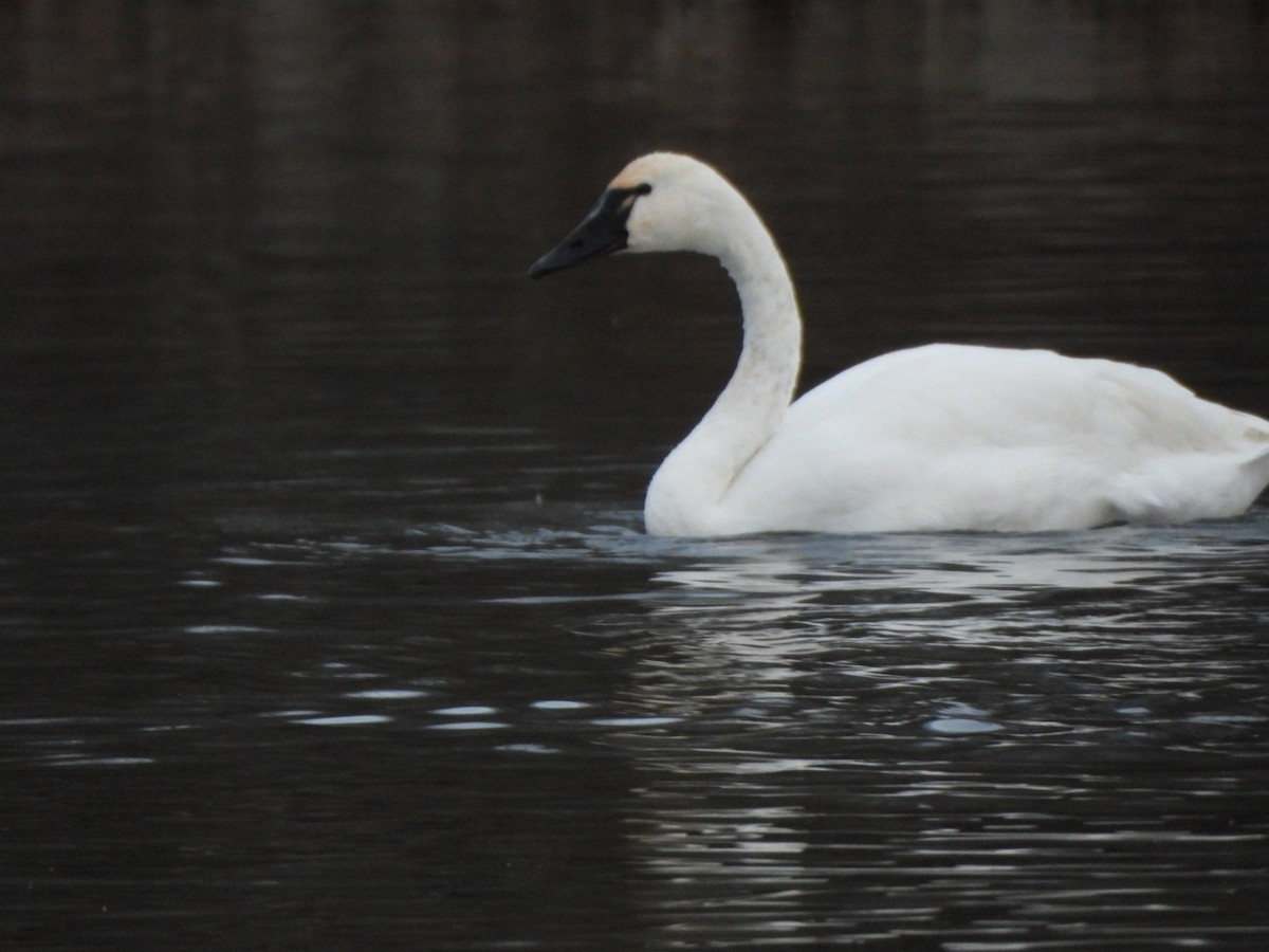 Tundra Swan - ML645824000