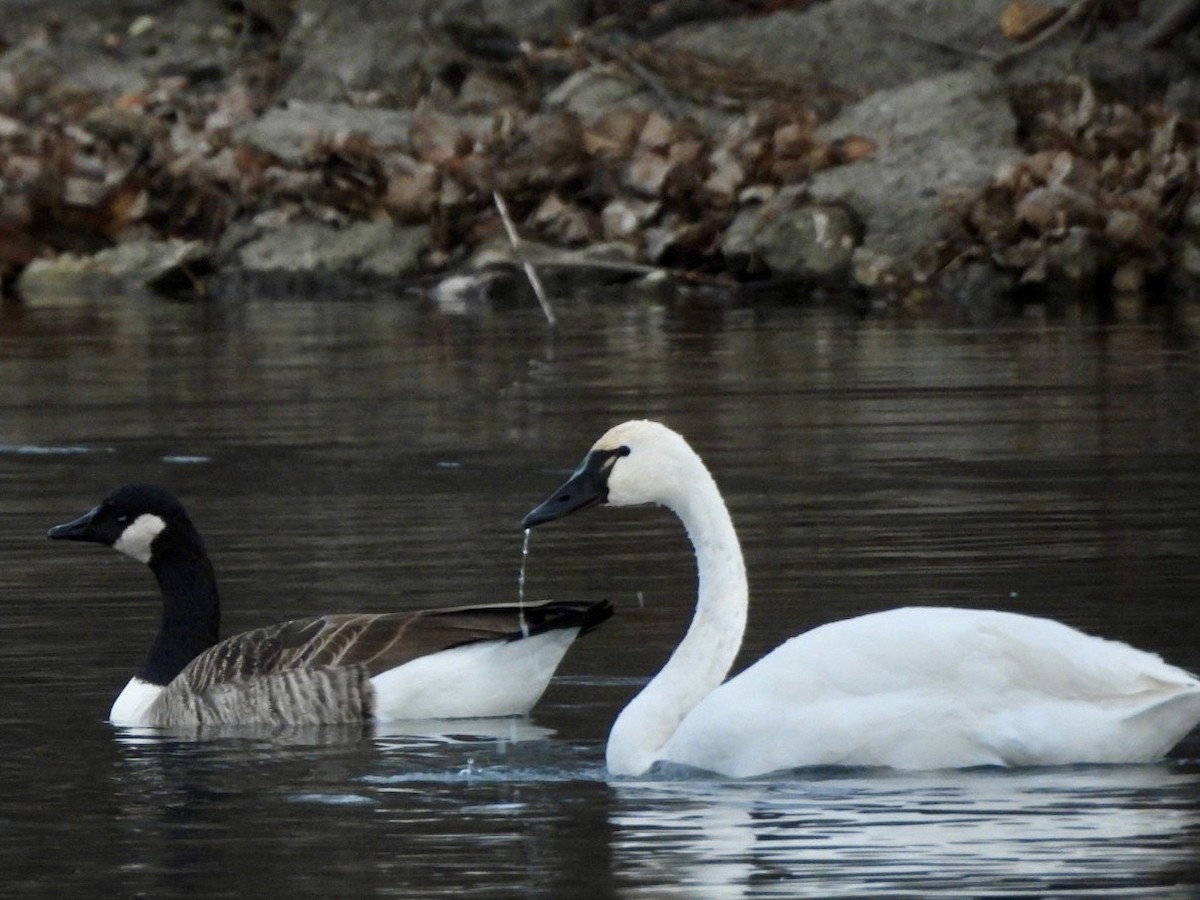 Tundra Swan - ML645824001