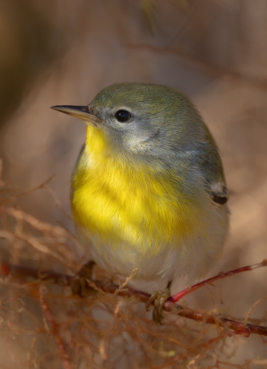 Northern Parula - ML645824008