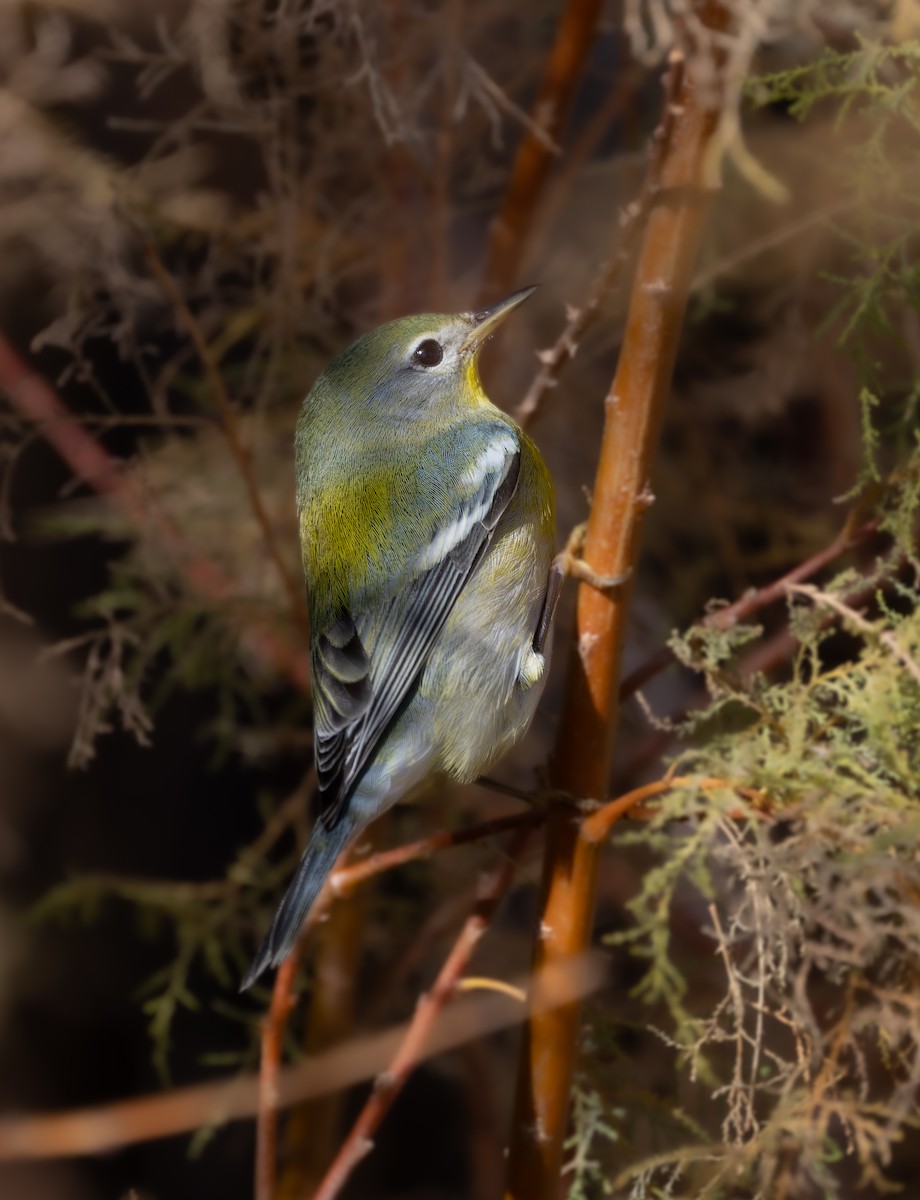 Northern Parula - ML645824018