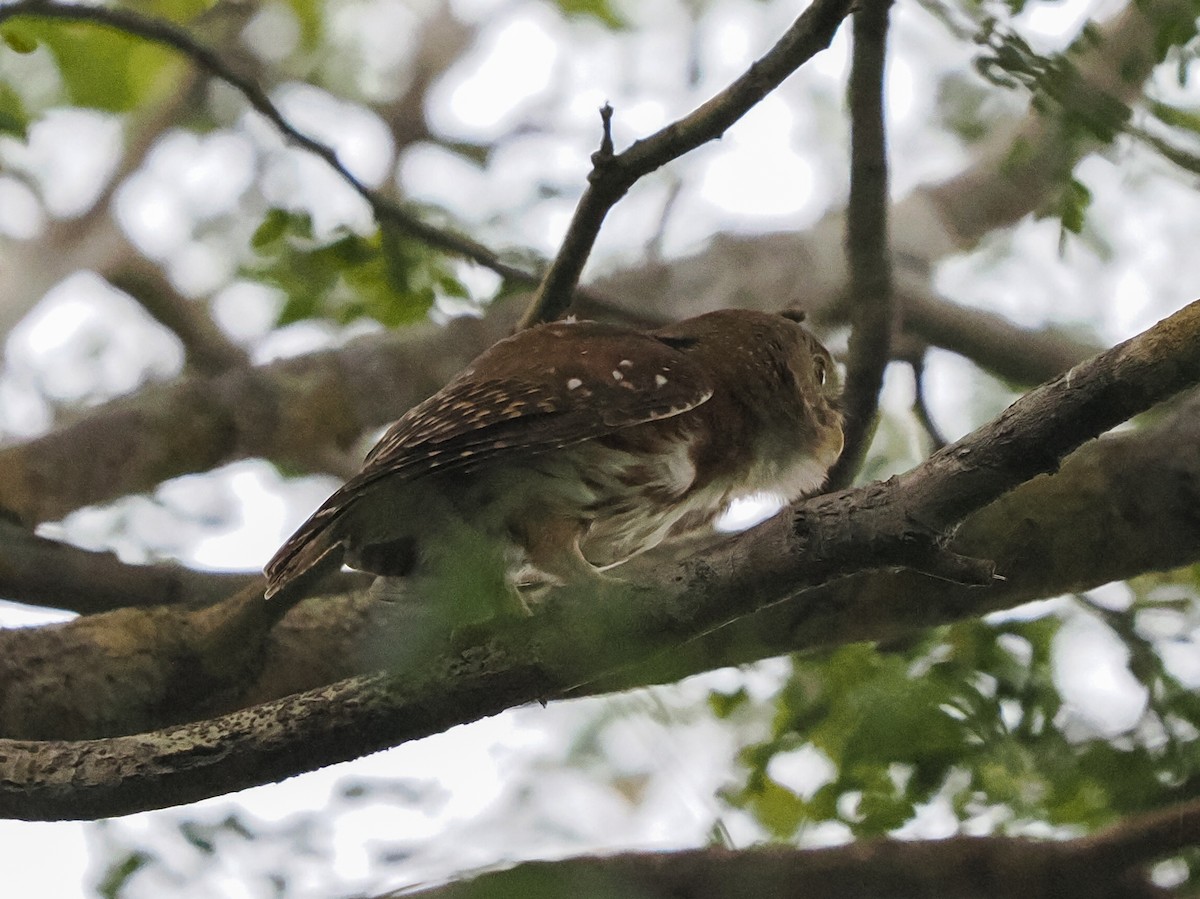 Colima Pygmy-Owl - ML645824022