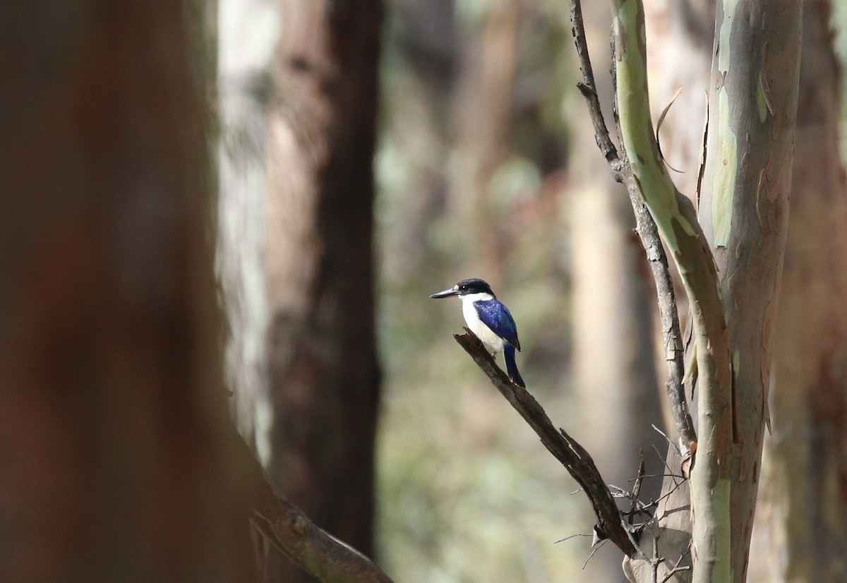 Forest Kingfisher - ML645824032