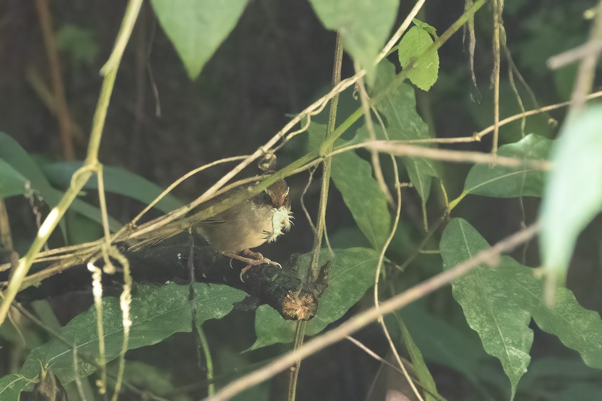 Ржаволобая альциппа - ML645824037