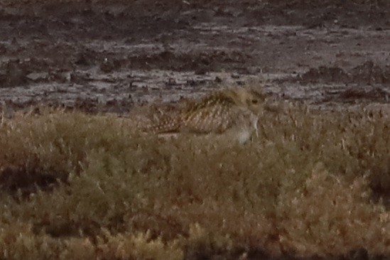 太平洋金斑鴴 - ML645824042