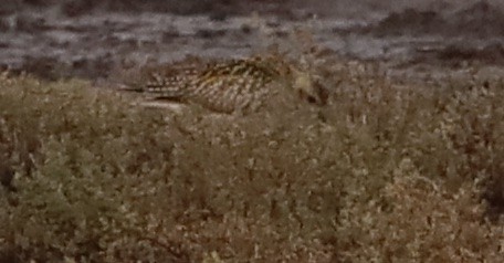 太平洋金斑鴴 - ML645824046