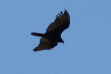Turkey Vulture - ML645824048
