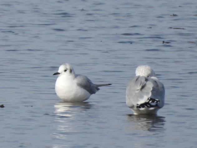 Bonaparte's Gull - ML645824050