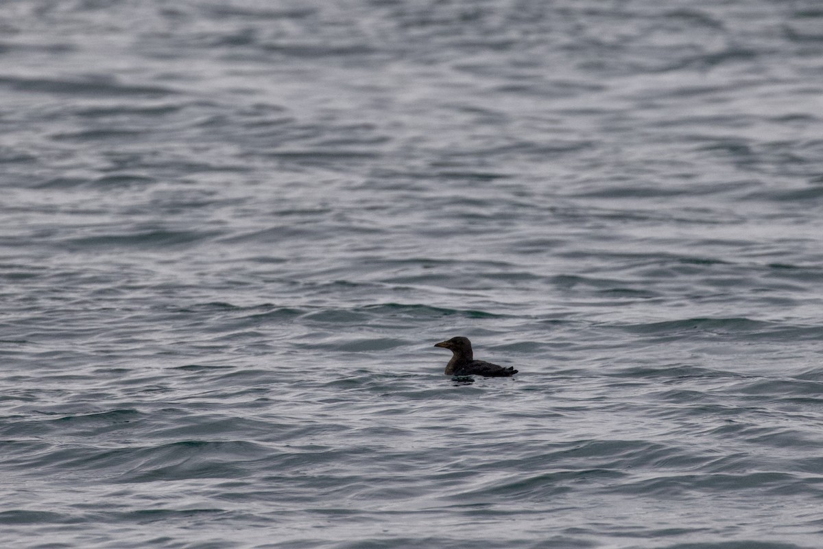 Rhinoceros Auklet - ML645824054