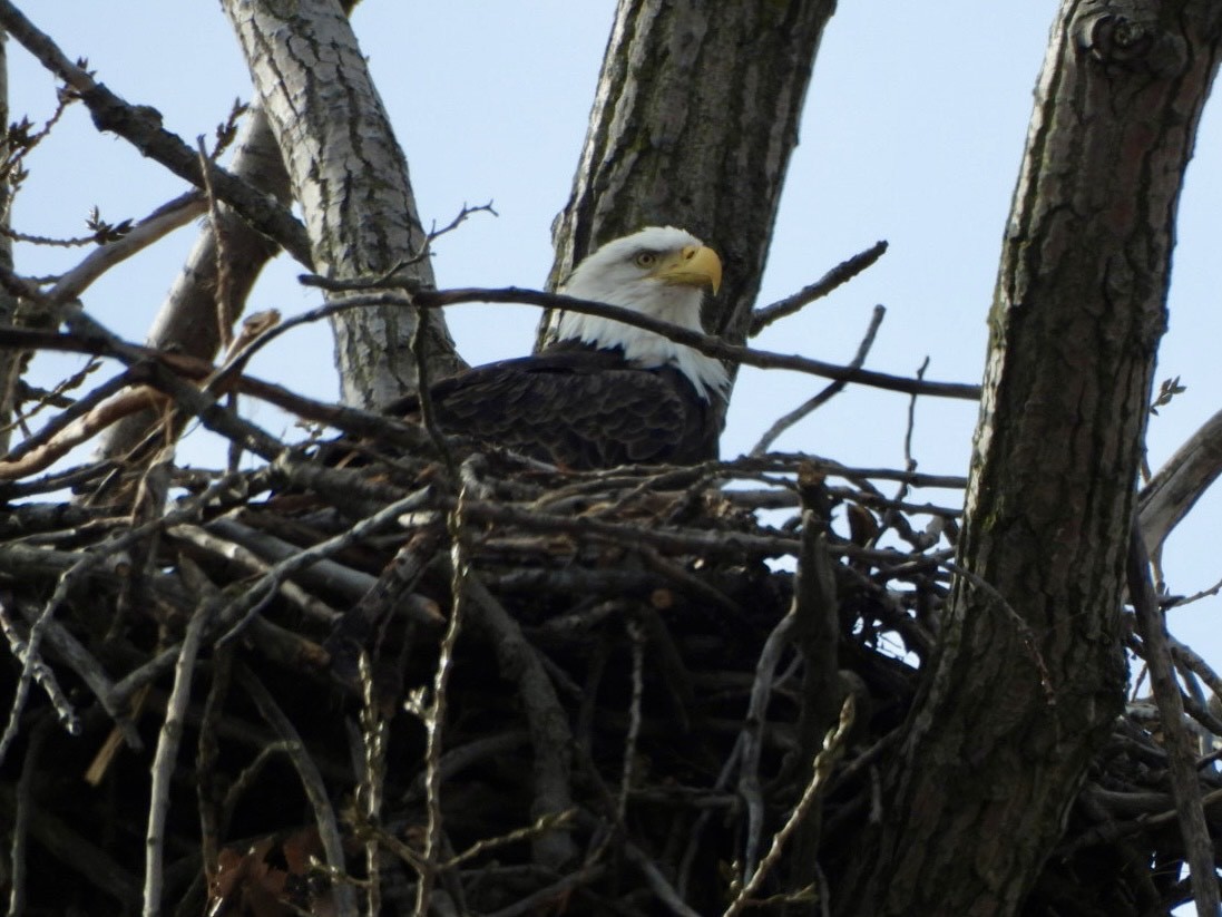 ハクトウワシ - ML645824055