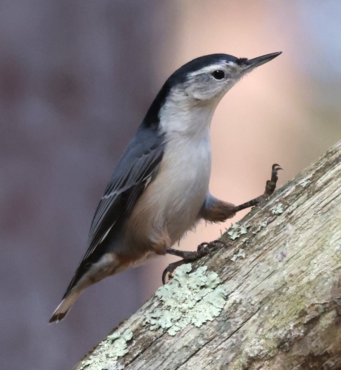 Sittelle à poitrine blanche (carolinensis) - ML645824057