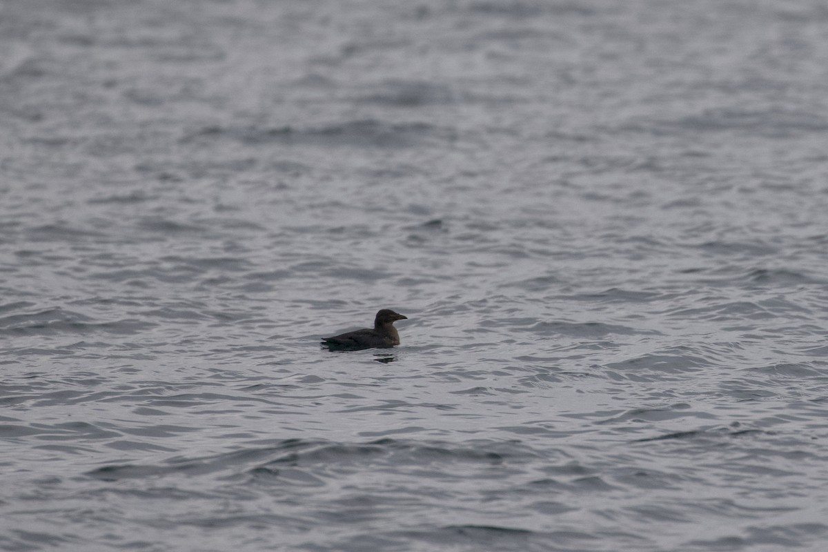 Rhinoceros Auklet - ML645824058