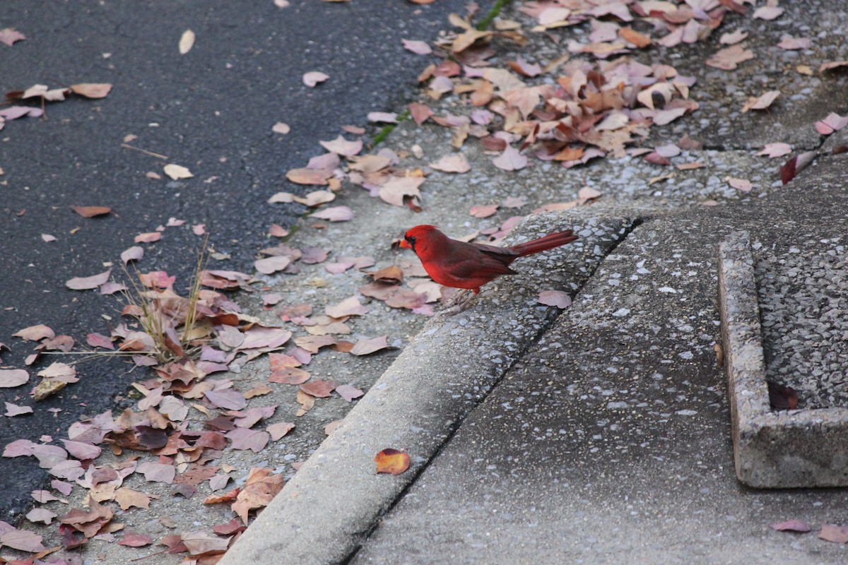 Kardinal arrunta - ML645824063