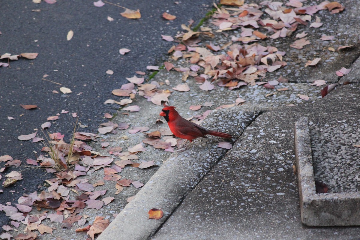 Kardinal arrunta - ML645824064