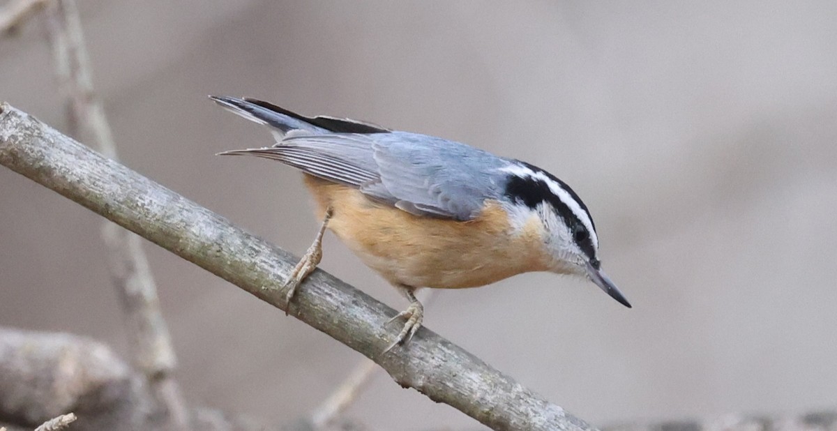 Red-breasted Nuthatch - ML645824071