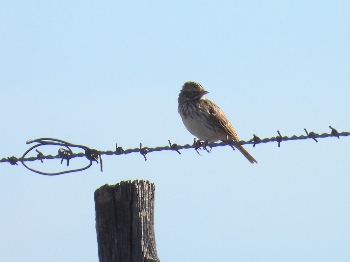 Пасовник савановий - ML645824076