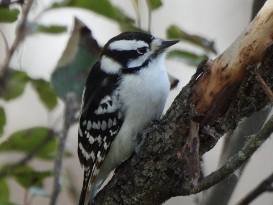 Downy Woodpecker - ML645824081