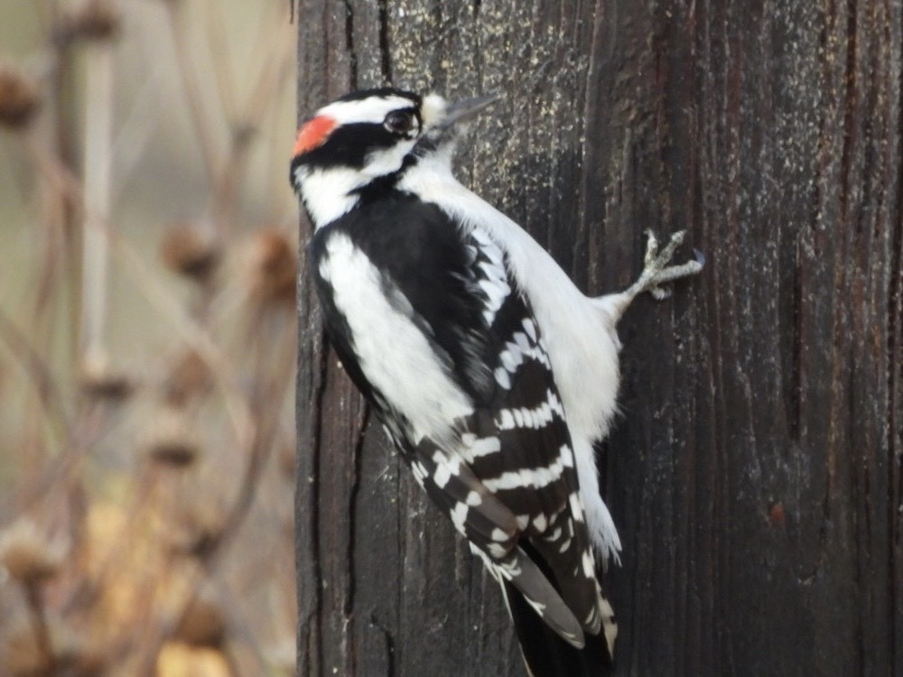 Downy Woodpecker - ML645824082
