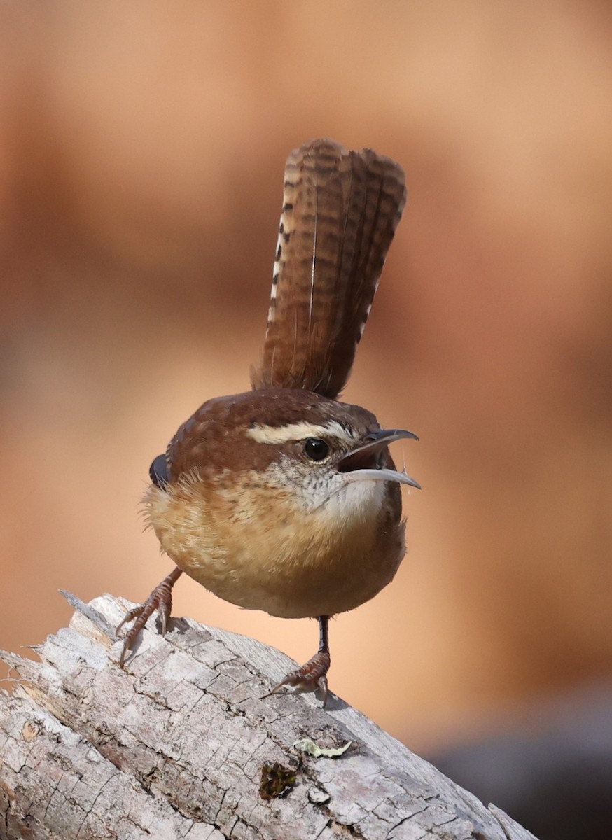 Carolina Wren - ML645824083