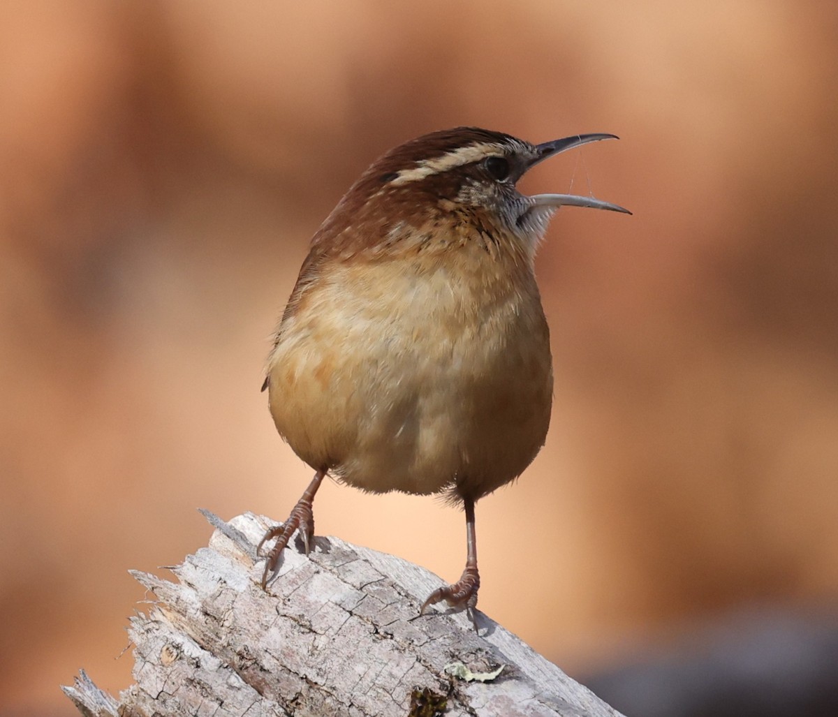 Carolina Wren - ML645824084