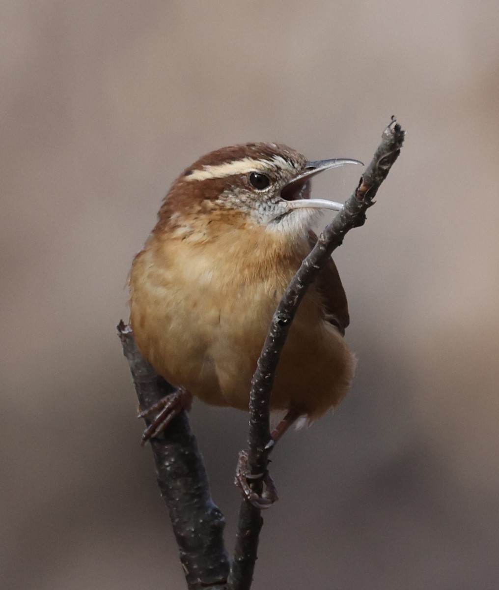 Carolina Wren - ML645824085