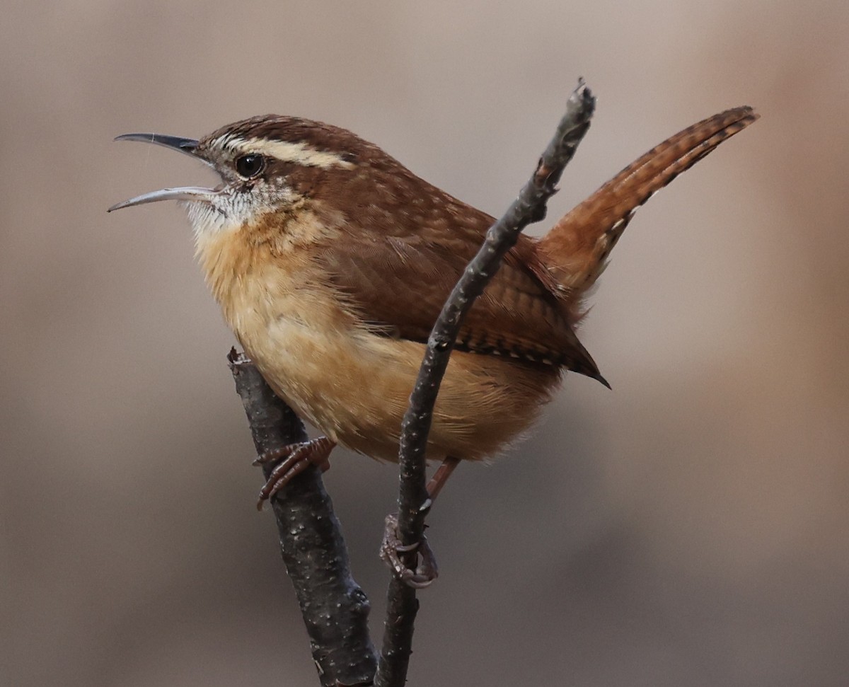 Carolina Wren - ML645824086