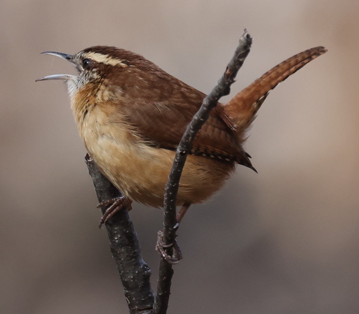 Carolina Wren - ML645824087