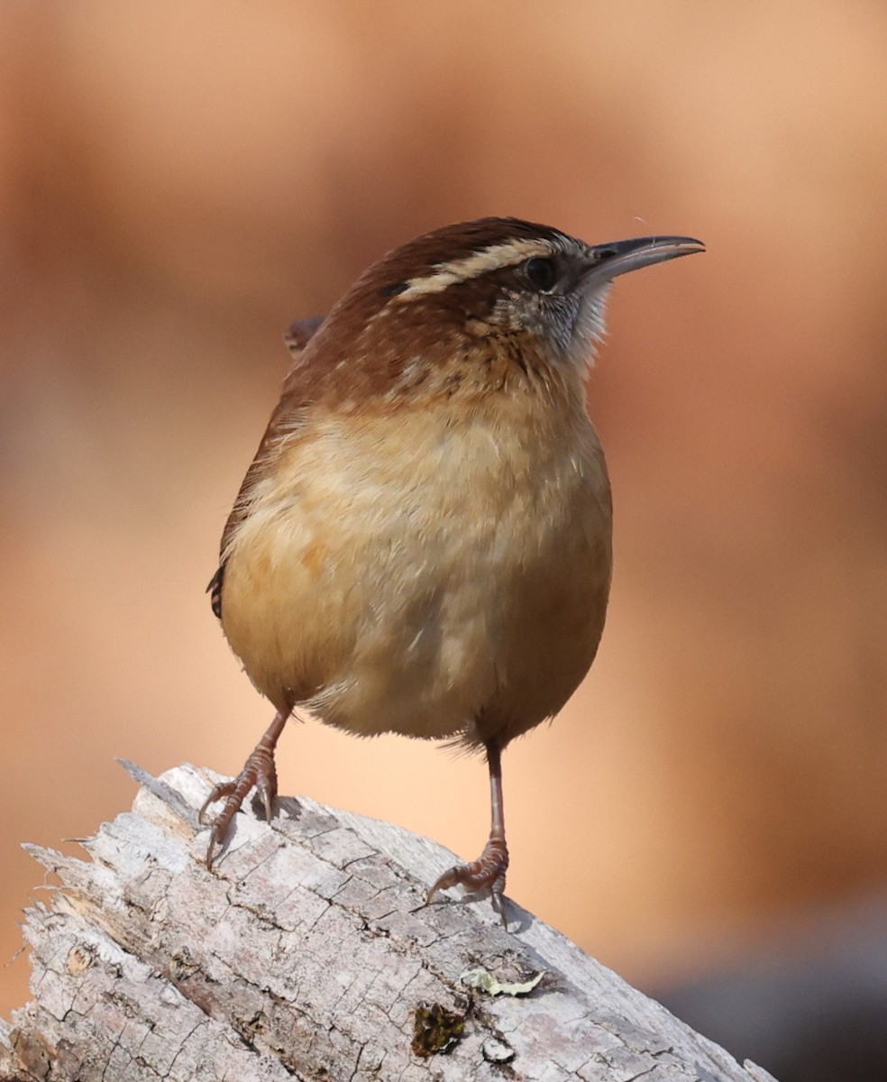 Carolina Wren - ML645824088