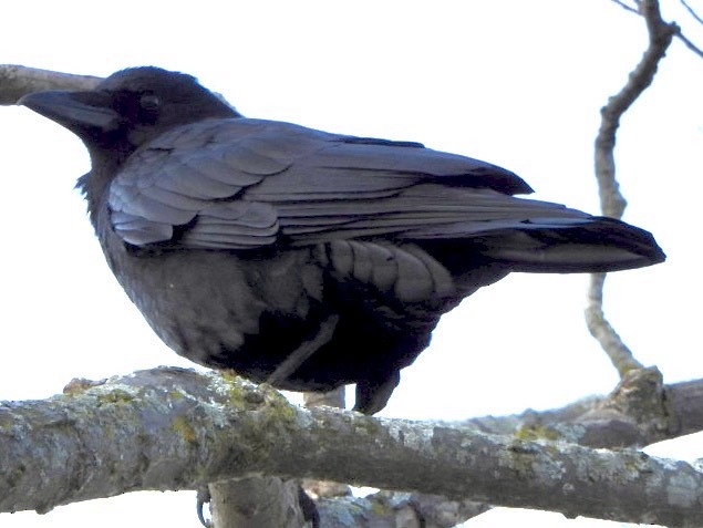 American Crow - ML645824094