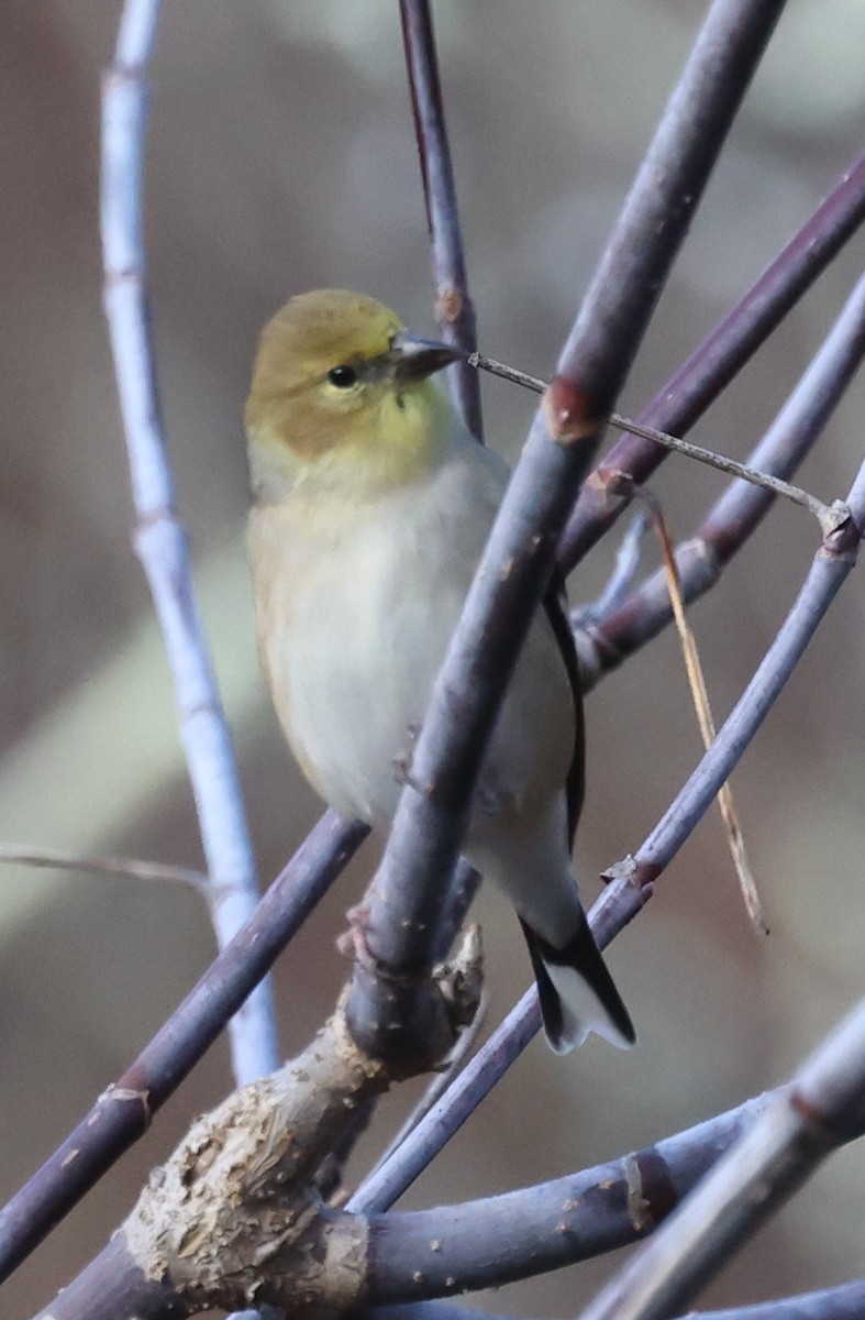 American Goldfinch - ML645824095