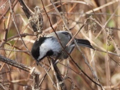 Black-capped Chickadee - ML645824099